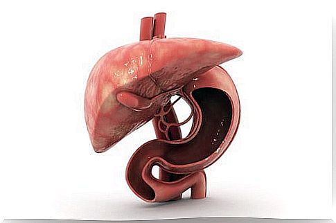 Liver