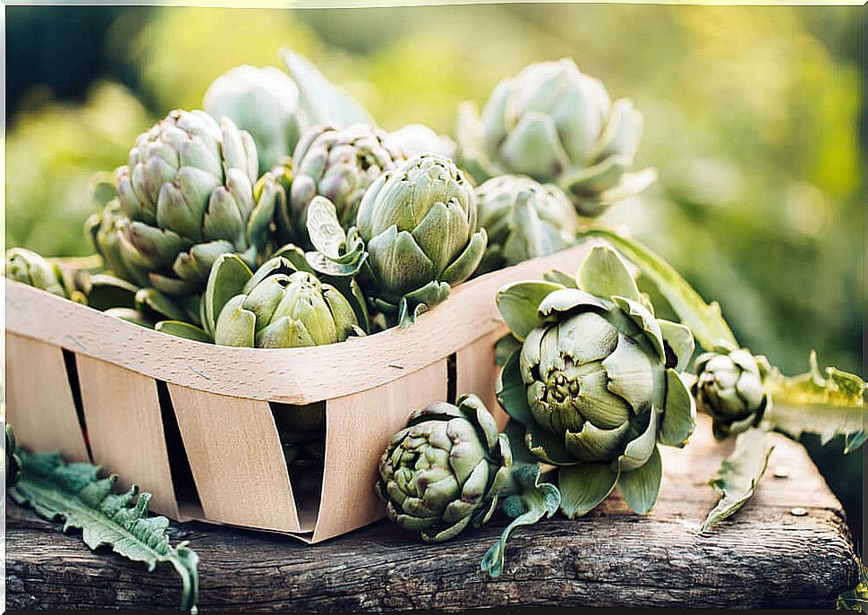 Artichoke to cure fatty liver