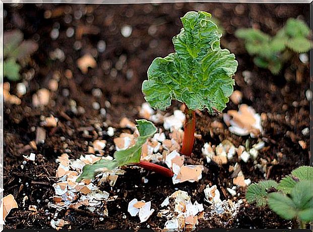 Use egg shells in the garden against pests and animals