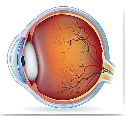 The anatomy of the eye in the middle layer