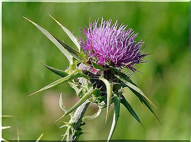 Milk thistle for hepatitis