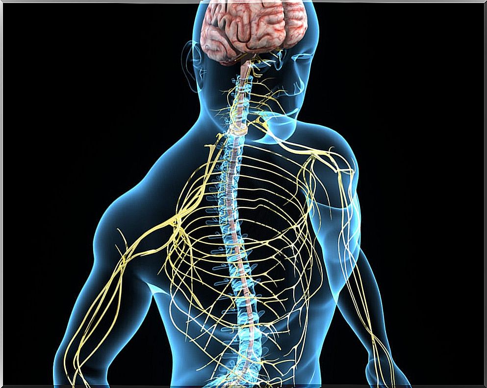 Inositol regulates the nervous system