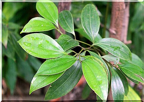 Cinnamon plant close up.