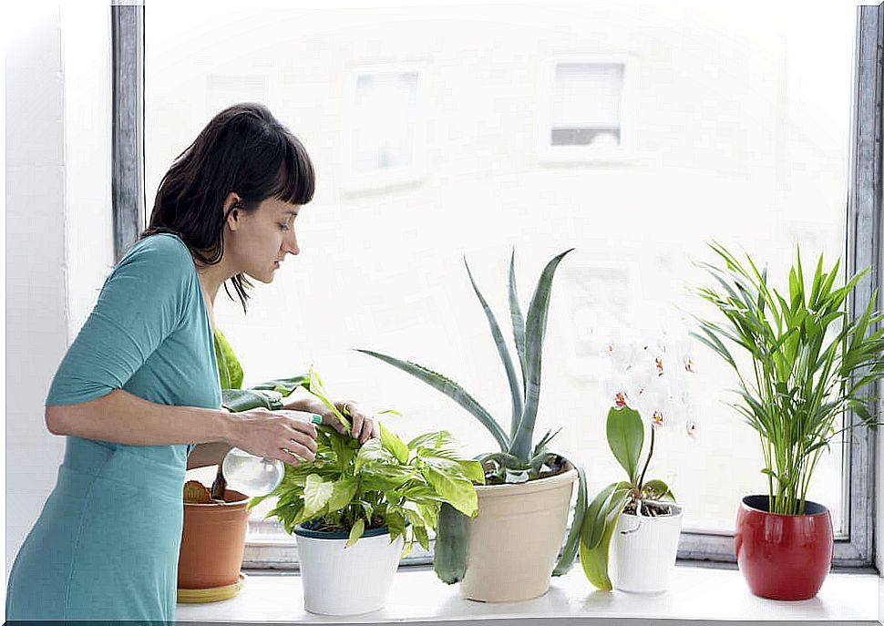 Woman watering the plants.