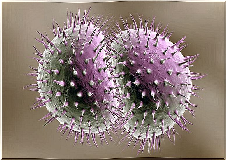 Gonorrhea Bacteria in 3D