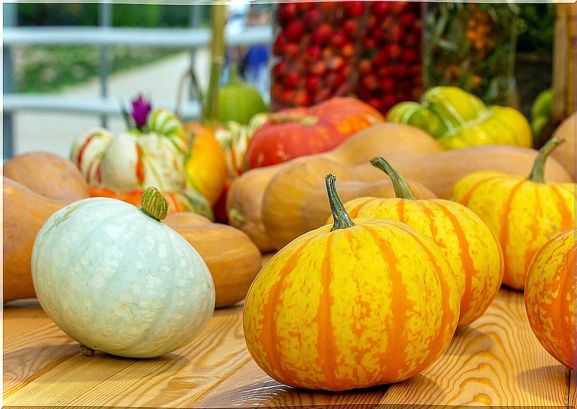 Different types of pumpkins.