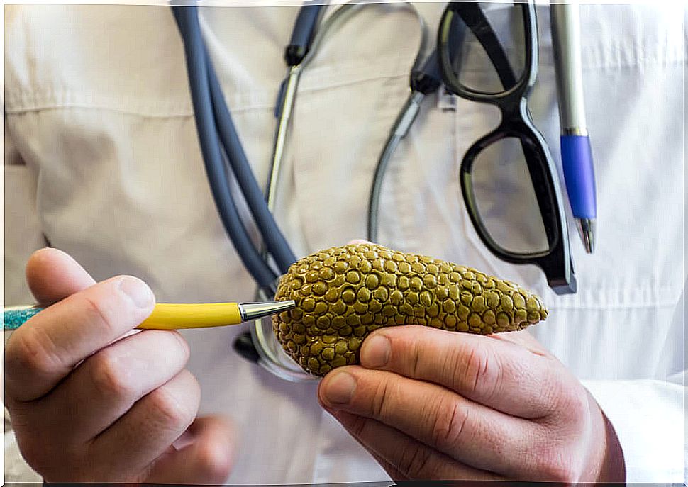 anatomical representation of the pancreas in the hands of a doctor